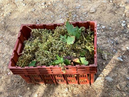 raïm-Malvasia de Sitges